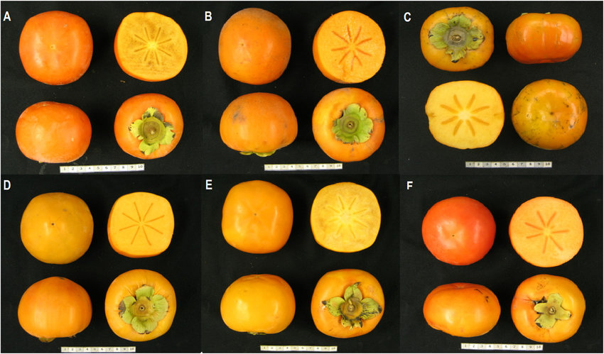 Detail Kaki Fruit Pictures Nomer 31