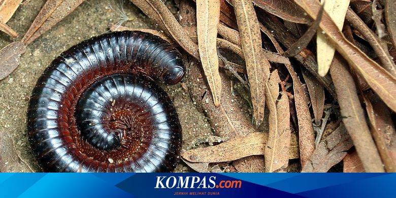 Detail Kaki Seribu Masuk Rumah Menurut Islam Nomer 21