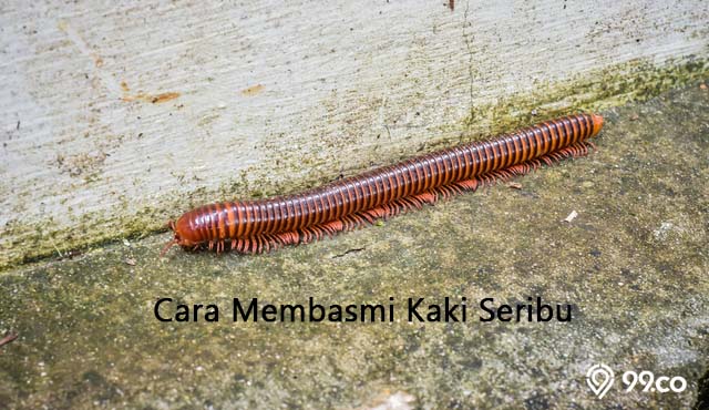 Detail Kaki Seribu Masuk Rumah Menurut Islam Nomer 8