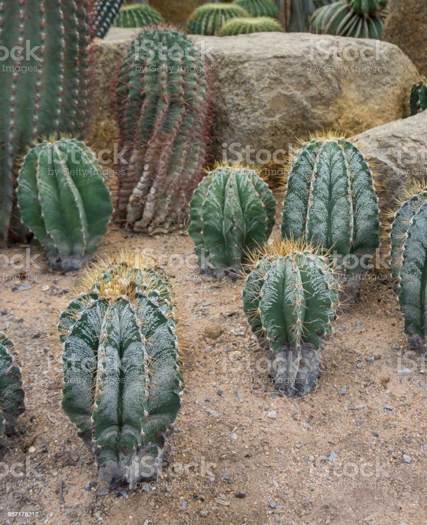 Detail Kaktus Di Gurun Nomer 53