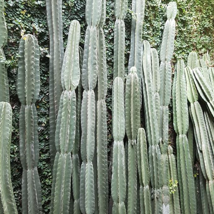 Detail Kaktus Koboi Cabang Nomer 40