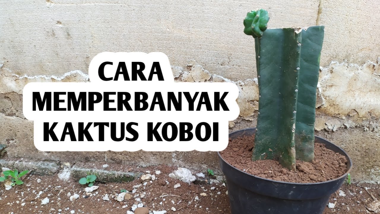 Detail Kaktus Koboi Cabang Nomer 41