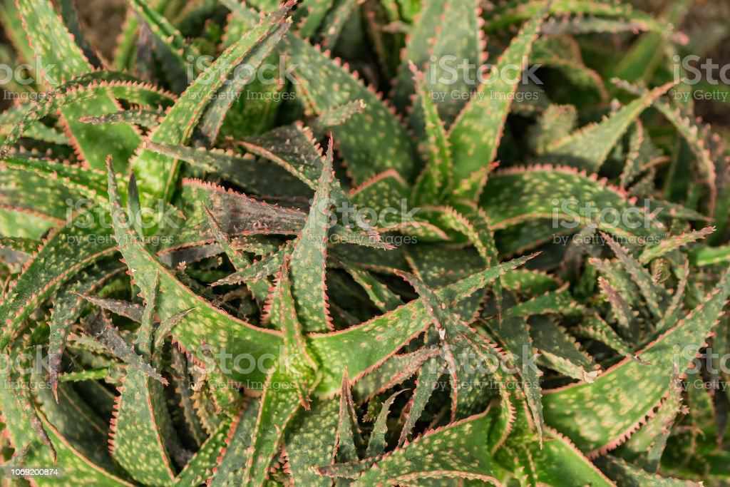 Detail Kaktus Lidah Buaya Nomer 22
