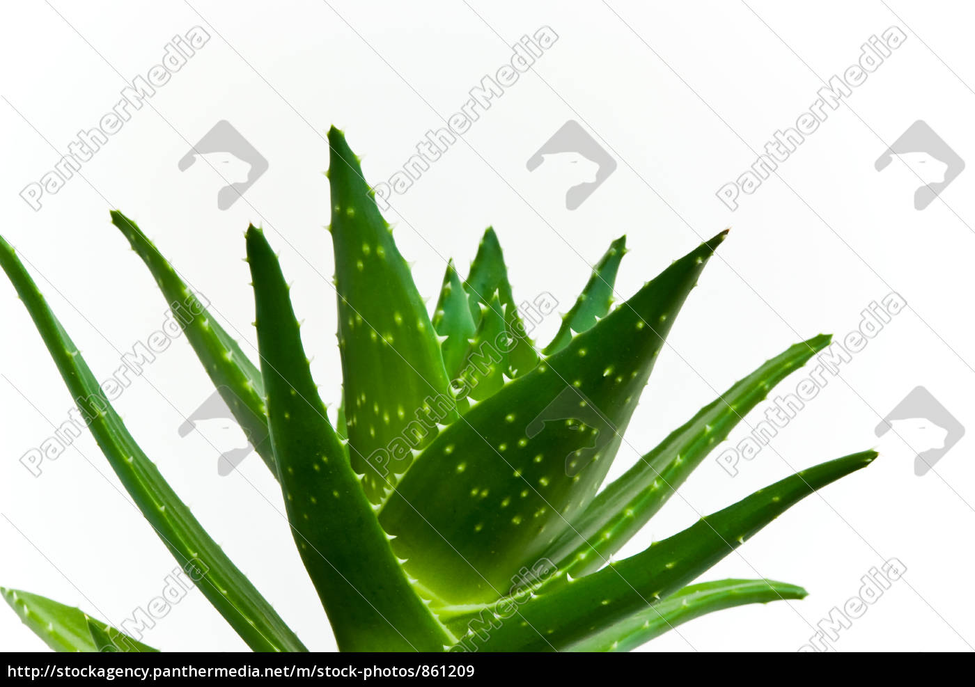 Detail Kaktus Lidah Buaya Nomer 24