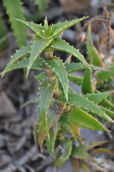 Detail Kaktus Lidah Buaya Nomer 55