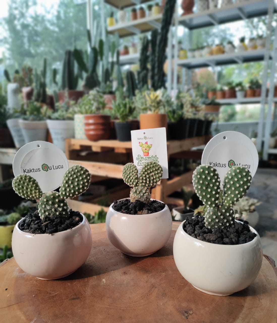 Detail Kaktus Mini Lucu Nomer 29