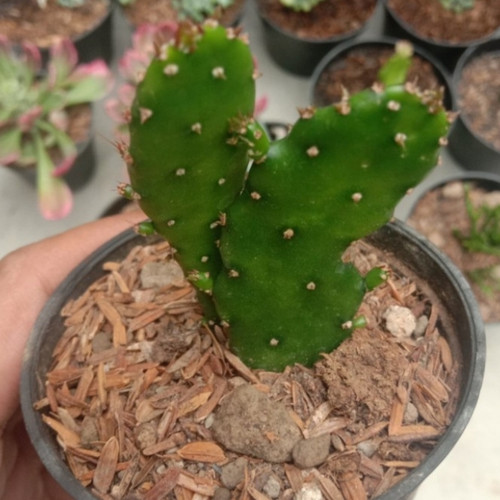 Detail Kaktus Mini Lucu Nomer 32