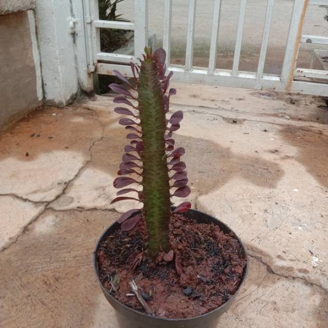 Kaktus Naga - KibrisPDR