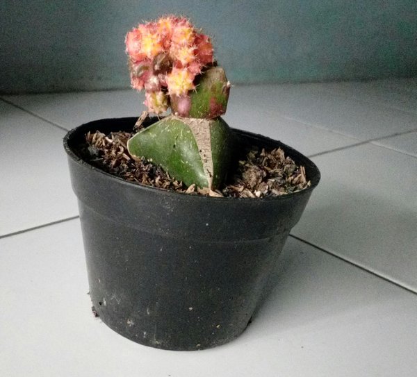 Detail Kaktus Naga Nomer 10