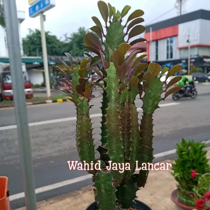 Detail Kaktus Naga Nomer 11