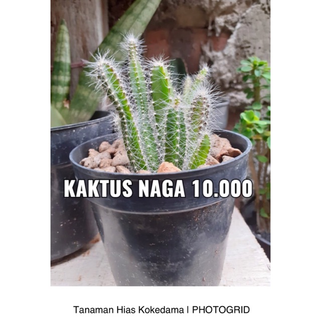 Detail Kaktus Naga Nomer 17