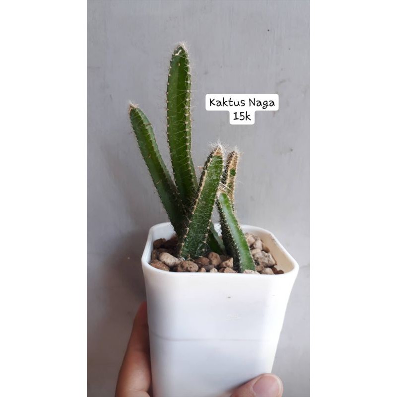 Detail Kaktus Naga Nomer 18