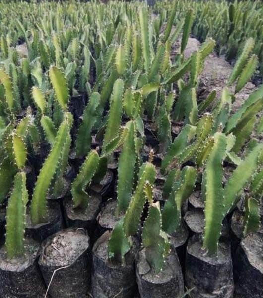 Detail Kaktus Naga Nomer 19
