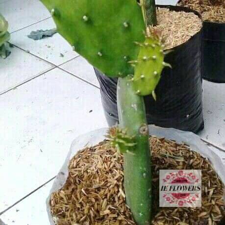 Detail Kaktus Naga Nomer 21