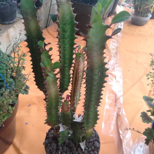 Detail Kaktus Naga Nomer 22