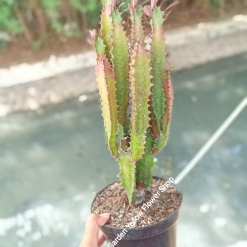 Detail Kaktus Naga Nomer 26