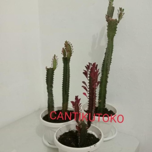 Detail Kaktus Naga Nomer 27
