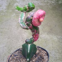 Detail Kaktus Naga Nomer 29