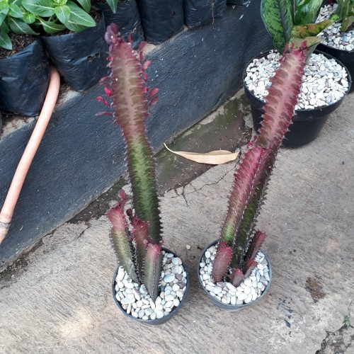 Detail Kaktus Naga Nomer 31