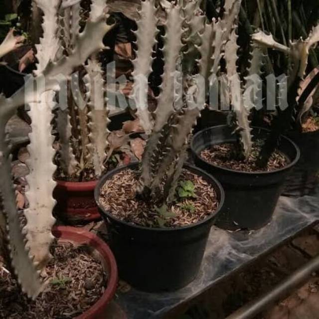 Detail Kaktus Naga Nomer 33