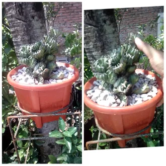 Detail Kaktus Naga Nomer 45
