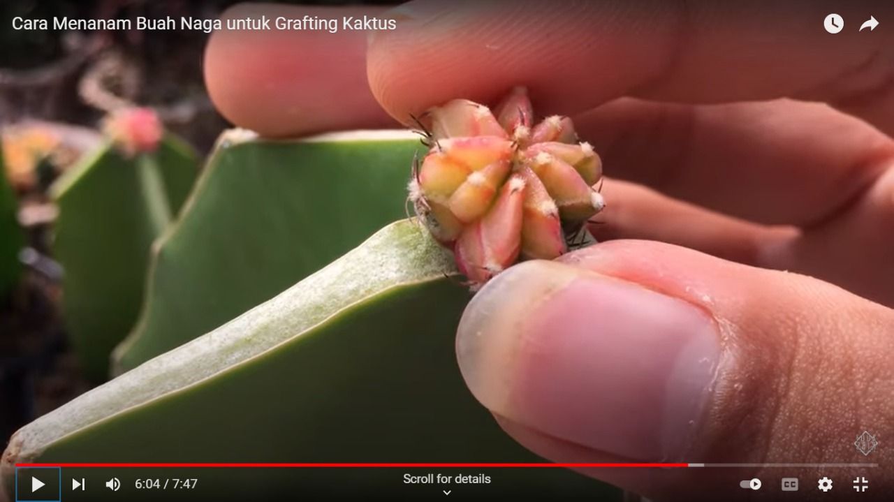 Detail Kaktus Naga Nomer 48