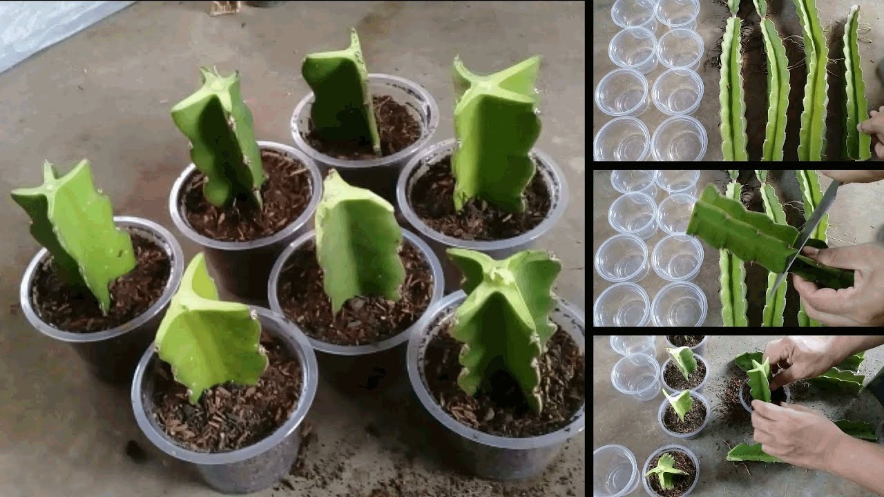 Detail Kaktus Naga Nomer 50