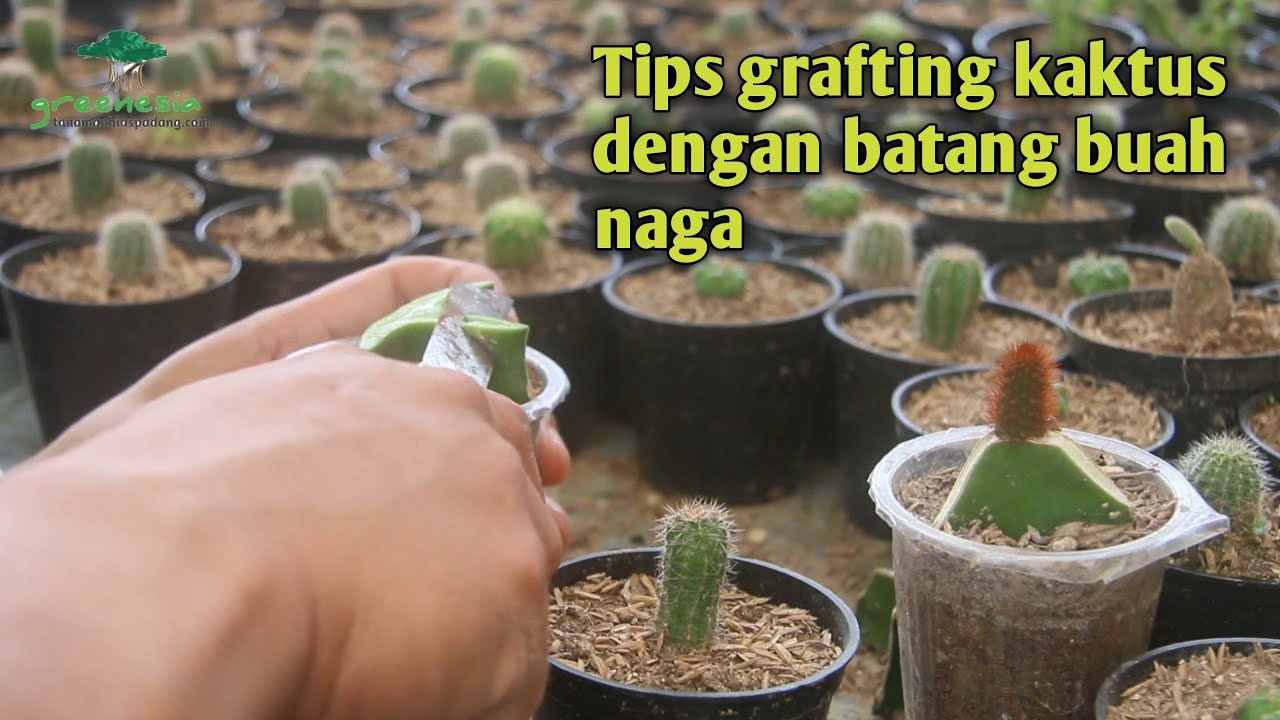 Detail Kaktus Naga Nomer 54