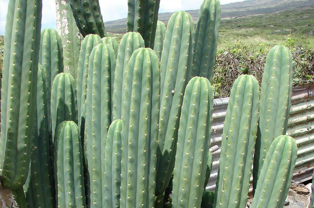 Detail Kaktus San Pedro Nomer 13