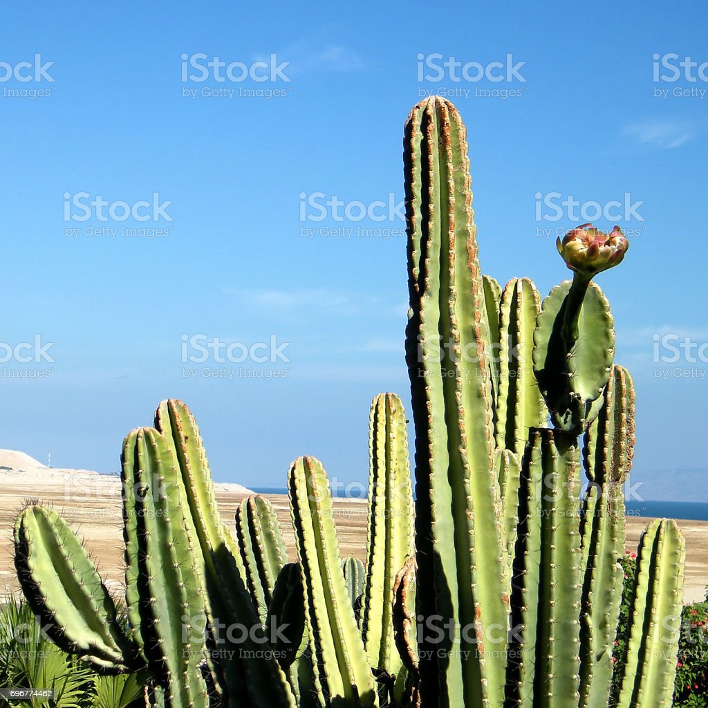Detail Kaktus San Pedro Nomer 44