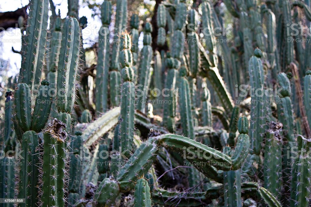 Detail Kaktus San Pedro Nomer 51