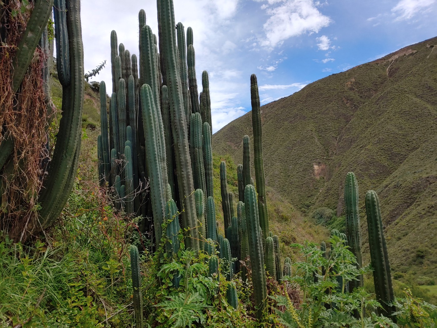 Detail Kaktus San Pedro Nomer 9