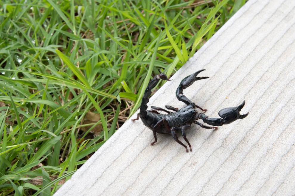 Detail Kalajengking Hitam Masuk Rumah Nomer 2