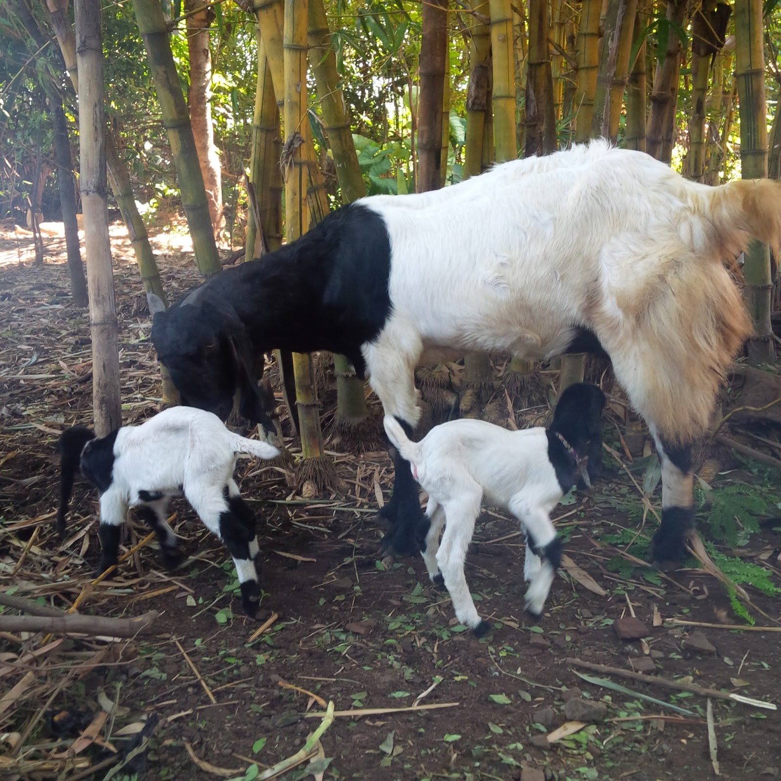 Detail Kambing Embek Embek Nomer 23