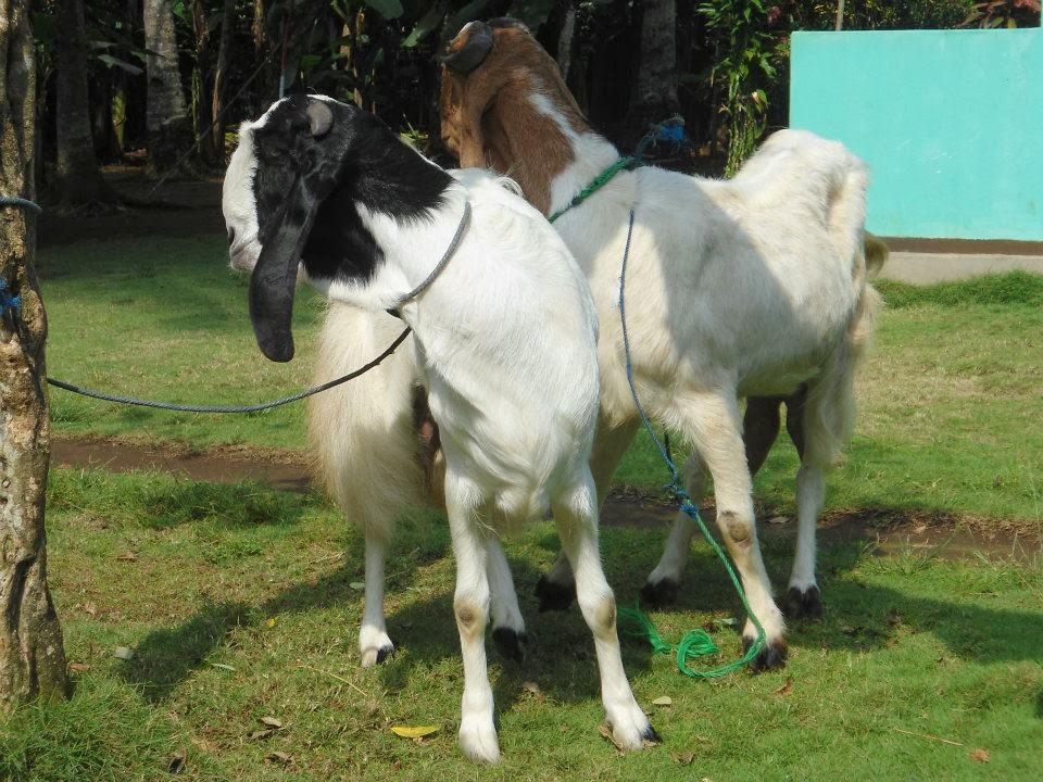 Detail Kambing Embek Embek Nomer 24