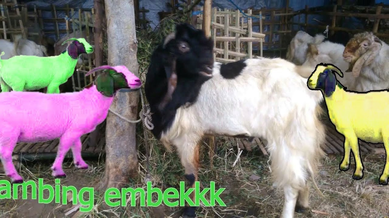 Detail Kambing Embek Embek Nomer 5