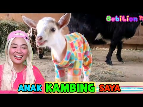 Detail Kambing Embek Embek Nomer 43