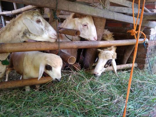 Detail Kambing Embek Embek Nomer 46