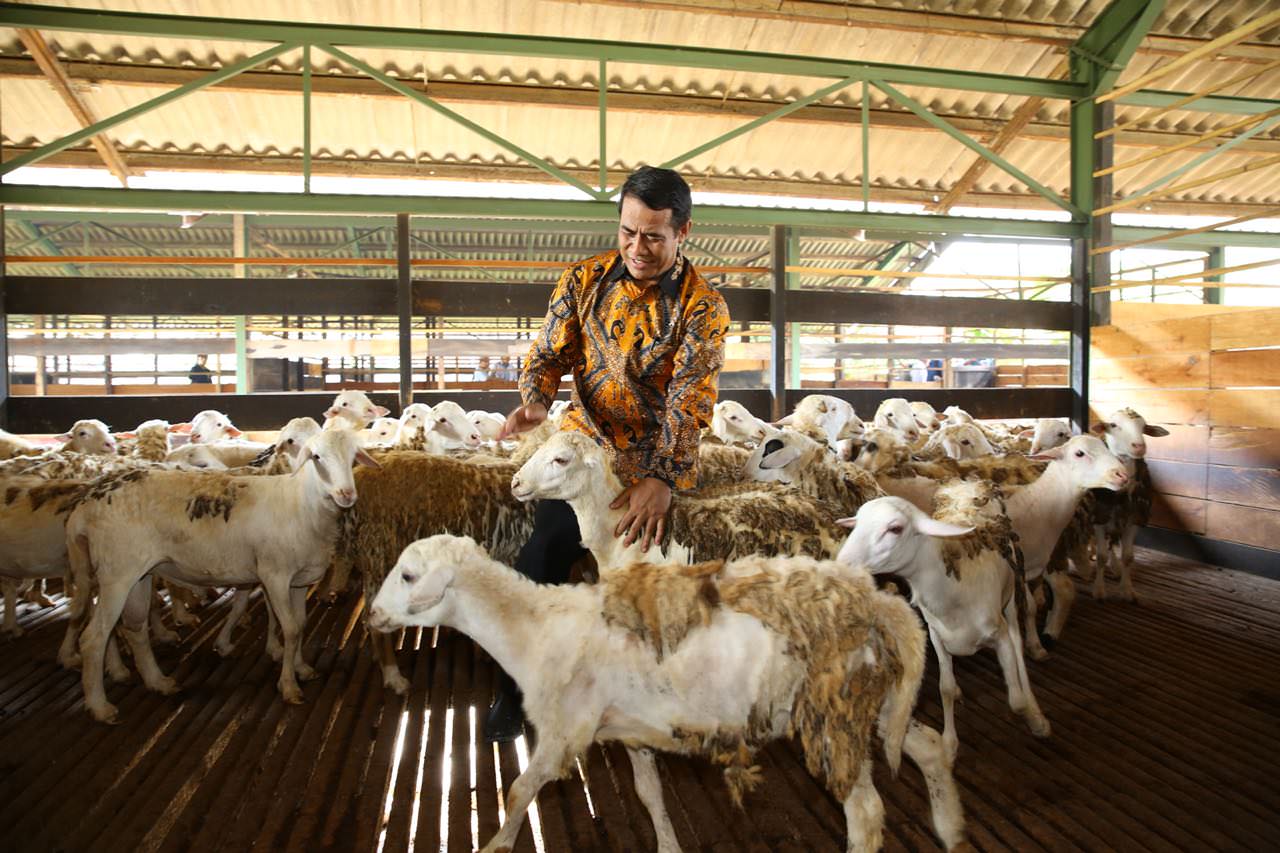 Detail Kambing Embek Embek Nomer 47