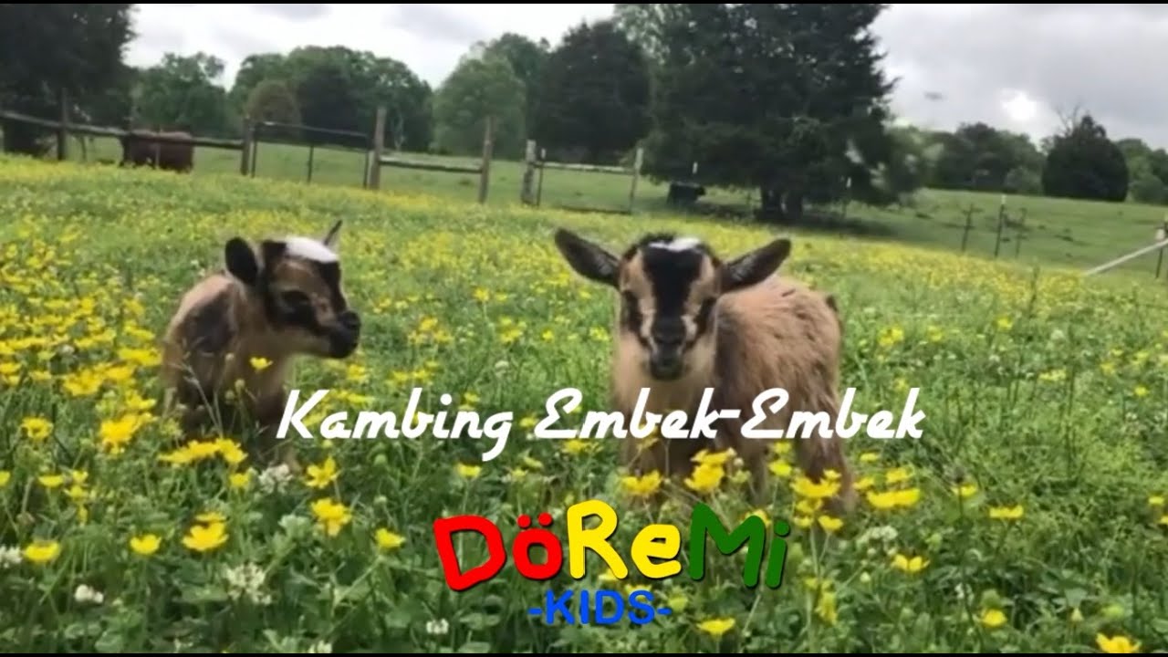 Detail Kambing Embek Embek Nomer 8