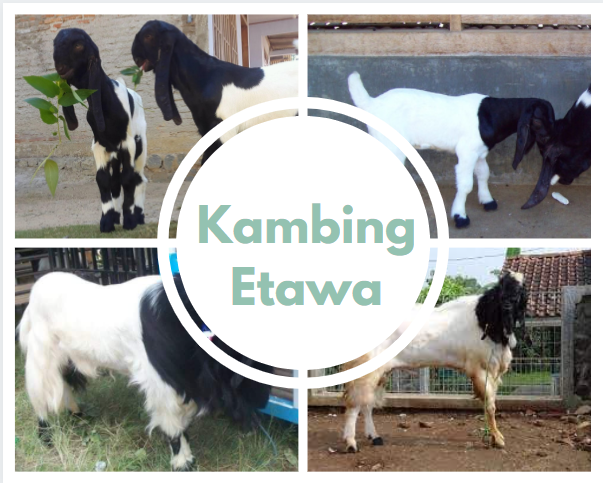 Detail Kambing Etawa Png Nomer 31