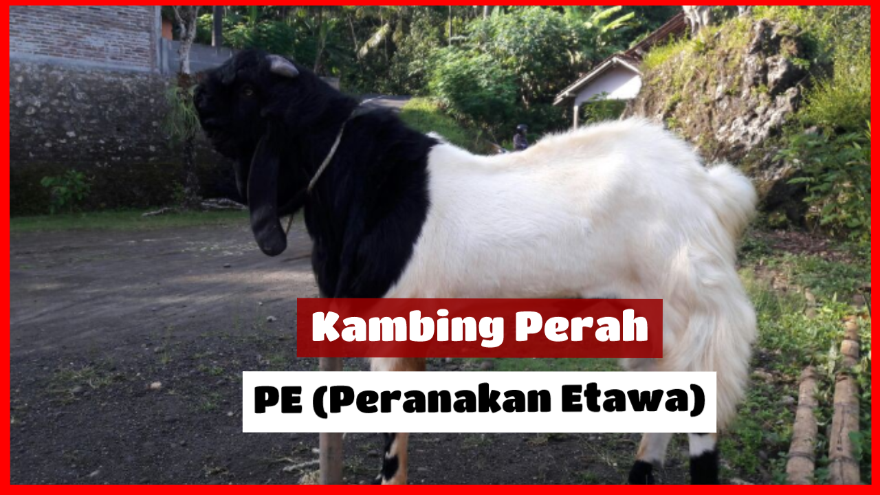 Detail Kambing Etawa Png Nomer 41