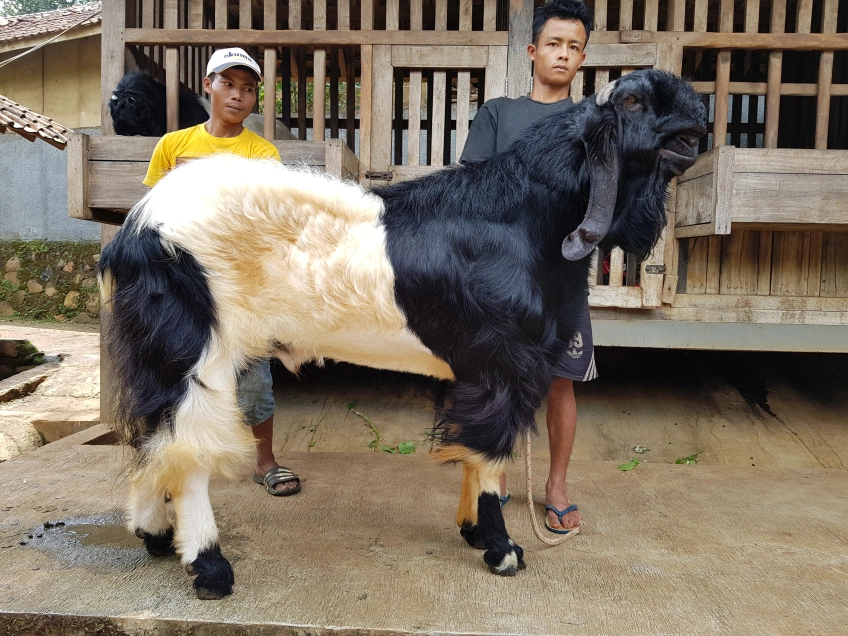 Detail Kambing Etawa Terbesar Di Dunia Nomer 21