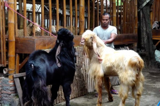 Detail Kambing Etawa Terbesar Di Dunia Nomer 50