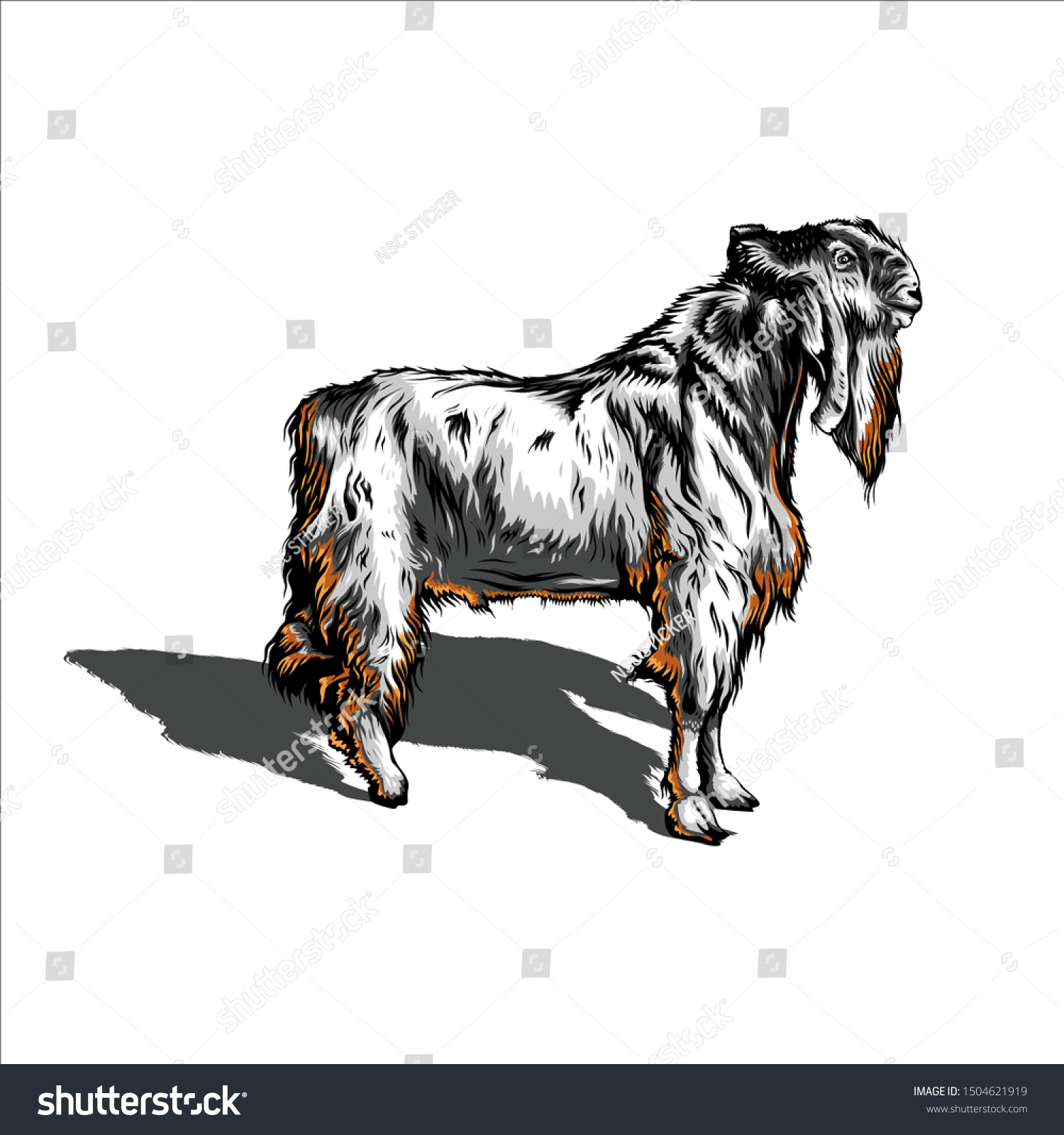 Kambing Etawa Vector - KibrisPDR