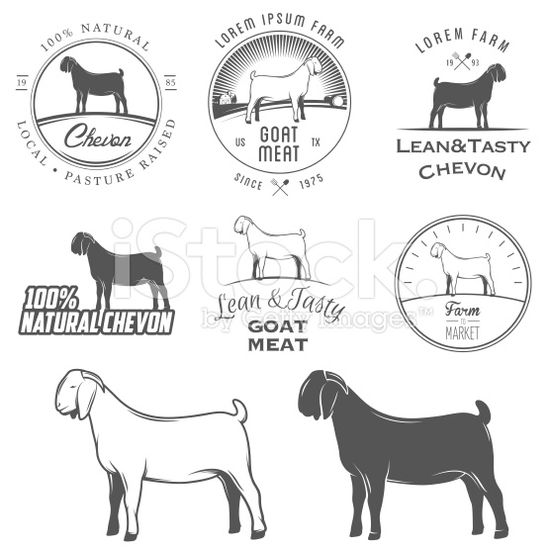 Detail Kambing Etawa Vector Nomer 11
