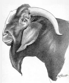 Detail Kambing Etawa Vector Nomer 15