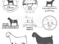 Detail Kambing Etawa Vector Nomer 19