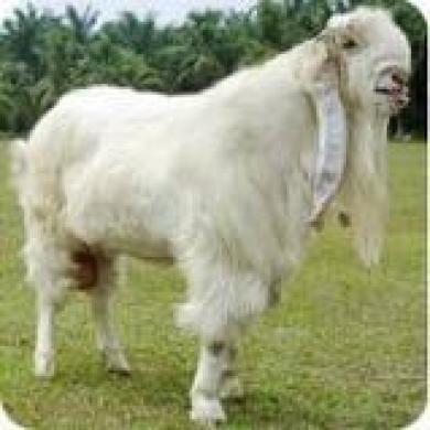 Detail Kambing Etawa Vector Nomer 32
