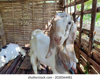 Detail Kambing Etawa Vector Nomer 45